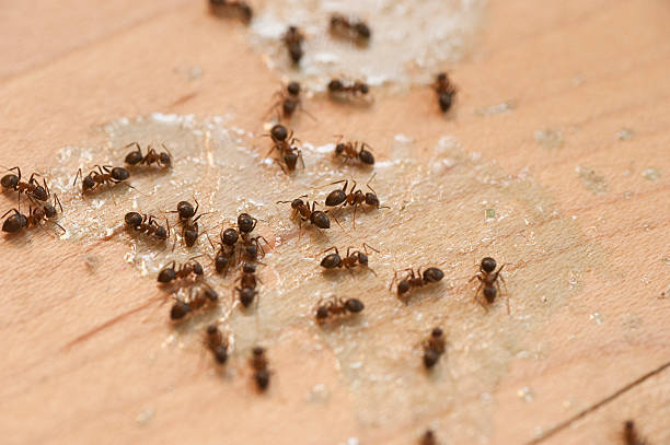 Wildlife Control Services in Healdsburg, CA
