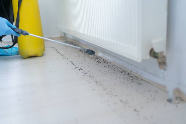 Best Affordable Pest Control Services  in Healdsburg, CA